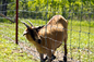 Electric Galvanized Iron 0.5m Farm Fencing Wire Mesh For Livestocks