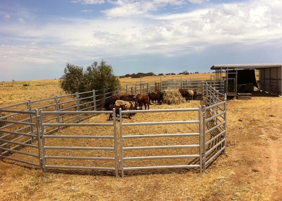 Durable High Strength Portable 40x80mm Oval Rail Cattle Yard Gates 2.1m Width