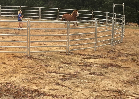 30-40 Head 50x50 High Visibility Livestock Cattle Yard Panels