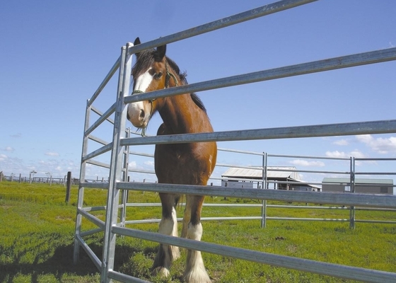 Hdg Tube Australia 1.8m High Heavy Duty Cattle Panel With 6 Bars