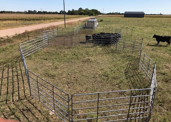 1.66" Od 16 Gauge Tubing 10ft Livestock Fence Panels With 14 Gauge Vertical Stays